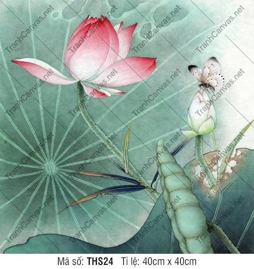 Hình Hoa Sen Đẹp Nhất THS24, Hình Hoa Sen Siêu Đẹp