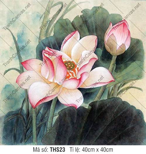Hình Hoa Sen Đẹp THS23, Hình Hoa Sen Trang Trí