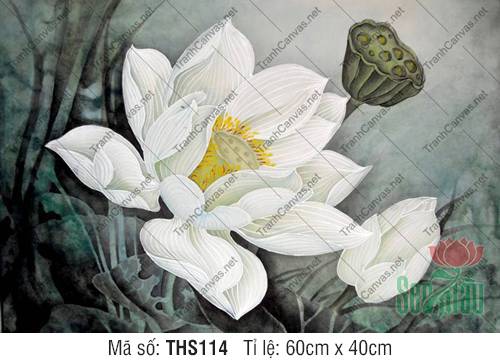Hình Hoa Sen Trắng Đẹp THS114, Tranh Hình Hoa Sen