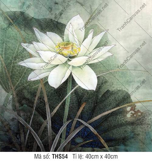 Hình Hoa Sen Trắng THS54, Hình Hoa Sen Đẹp
