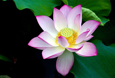 Tranh Hình Hoa Sen