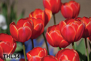 Tranh hoa Tulip vàng đỏ trang trí nhà xinh - THL34