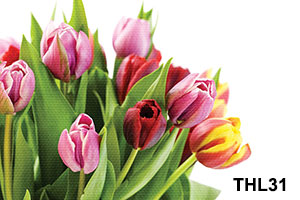 Tranh hoa Tulip cực đẹp - THL31