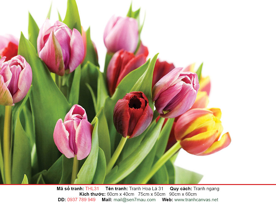 Tranh hoa Tulip cực đẹp